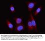 Anti-Lipin 1/LPIN1 Antibody Picoband®