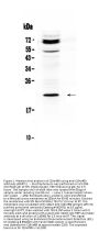 Anti-C19orf80/ANGPTL8 Antibody Picoband®