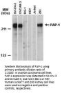 Anti-PTPN13/PTPL1 (FAP1) Antibody