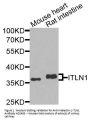 Anti-Intelectin-1 ITLN1 Antibody