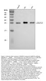 Anti-SNAP23 Antibody Picoband®