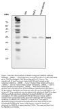 Anti-SNAP23 Antibody Picoband®