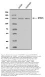 Anti-TrkC/NTRK3 Antibody Picoband®