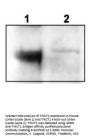 Anti-TrkCT1 NTRK3 Antibody