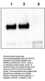Anti-TrkCT1 NTRK3 Antibody