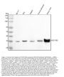 Anti-HSD17B2 Antibody Picoband®