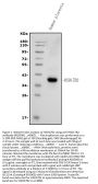 Anti-HSD17B2 Antibody Picoband®