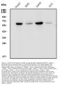 Anti-GRB7 Antibody Picoband®