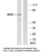 Anti-BMX Antibody