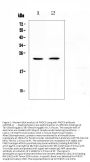 Anti-FNDC5 Antibody Picoband®
