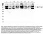 Anti-NRAMP1/SLC11A1 Antibody Picoband®