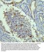 Anti-NRAMP1/SLC11A1 Antibody Picoband®