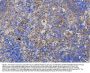Anti-NRAMP1/SLC11A1 Antibody Picoband®