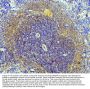 Anti-NRAMP1/SLC11A1 Antibody Picoband®