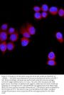 Anti-NRAMP1/SLC11A1 Antibody Picoband®