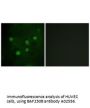 Anti-BAF250B ARID1B Antibody