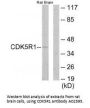 Anti-CDK5R1/P35 Antibody