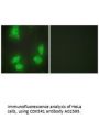 Anti-CDK5R1/P35 Antibody