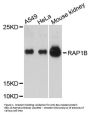 Anti-Ras-related protein Rap-1b RAP1B Antibody