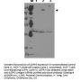 Anti-ASPP2 TP53BP2 Antibody