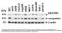 Anti-KLOTHO Antibody