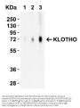 Anti-KLOTHO Antibody
