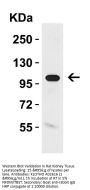 Anti-KLOTHO Antibody