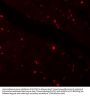 Anti-KLOTHO Antibody
