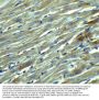 Anti-KLOTHO Antibody