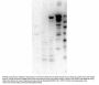 Anti-Myosin-6 MYO6 Antibody