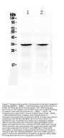 Anti-Caspase-6/CASP6 Antibody Picoband®