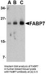 Anti-FABP7 Antibody