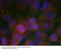 Anti-GluR1 (Ab-863) Antibody