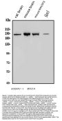 Anti-non-muscle Myosin IIB/MYH10 Antibody Picoband®