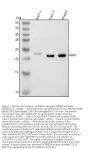 Anti-RAB1A Antibody Picoband®