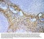 Anti-NAP2/Ppbp Antibody Picoband®