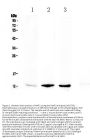 Anti-NAP2/Ppbp Antibody Picoband®