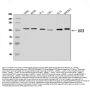 Anti-DNA Ligase III/LIG3 Antibody Picoband®