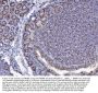 Anti-MCM6 Antibody Picoband®