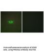 Anti-PRKAG2 Antibody