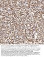 Anti-Thyroxine Binding Globulin/SERPINA7 Antibody Picoband®