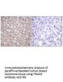 Anti-TRADD Antibody