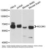 Anti-REST corepressor 1 RCOR1 Antibody