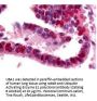 Anti-Ubiquitin Activating Enzyme E1 UBA1 Antibody