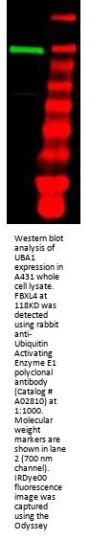 Anti-Ubiquitin Activating Enzyme E1 UBA1 Antibody