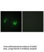 Anti-MEKKK 4 MAP4K4 Antibody