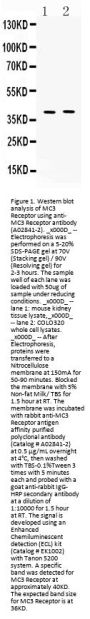 Anti-MC3 Receptor/MC3R Antibody Picoband®