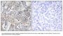 Anti-Collagen VI alpha3 COL6A3 Antibody