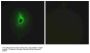 Anti-Collagen VI alpha3 COL6A3 Antibody