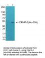 Anti-CRMP-2 (Ab-509) DPYSL2 Antibody